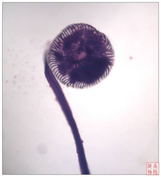 粘菌门