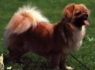 西藏长耳猎犬