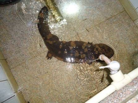 岩下娃娃鱼