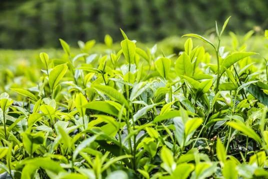 西藏高原茶