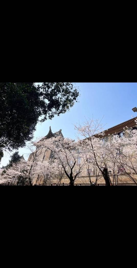 珞樱缤纷