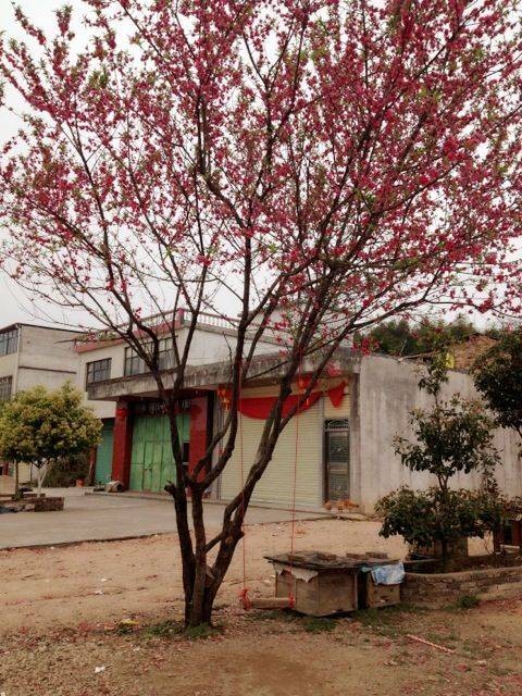 广福镇（广东省梅州市蕉岭县下辖镇）