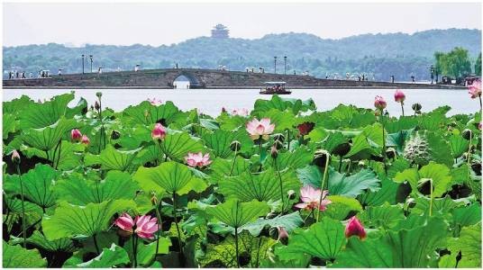 西湖赏荷季