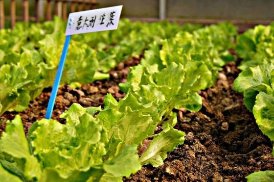 意大利生菜