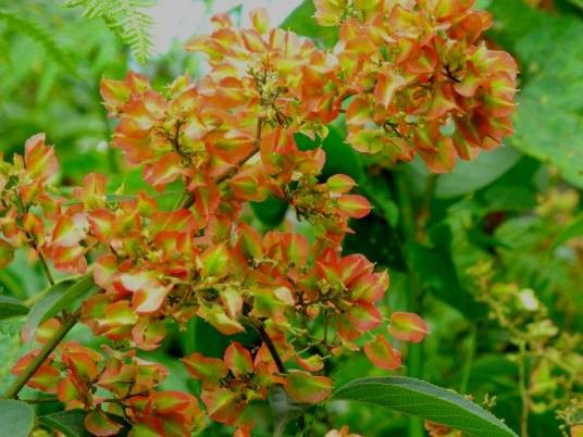 藤状火把花