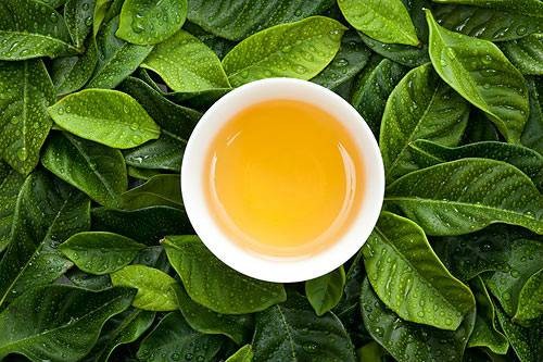 茶性