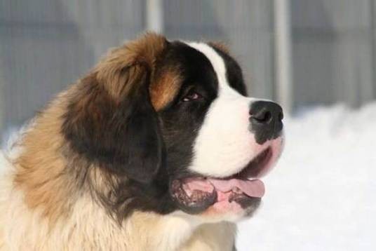 莫斯科护卫犬
