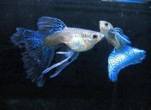 闯缸