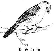 鸦雀属
