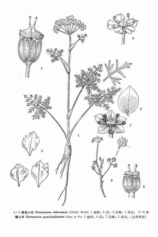 少辐小芹