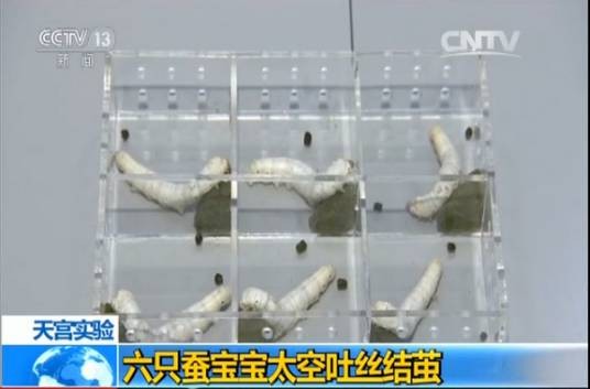 六只蚕宝宝太空吐丝结茧