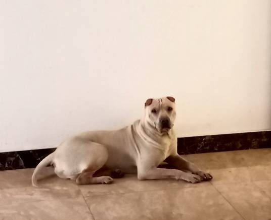 大沥犬