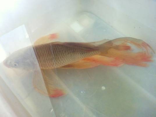 广西长鳍鲤