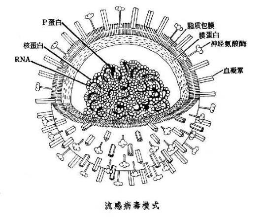病毒结构