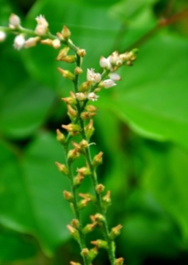 肺筋草（沼金花科肺筋草属植物）