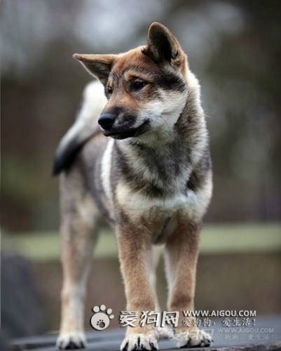 四国犬