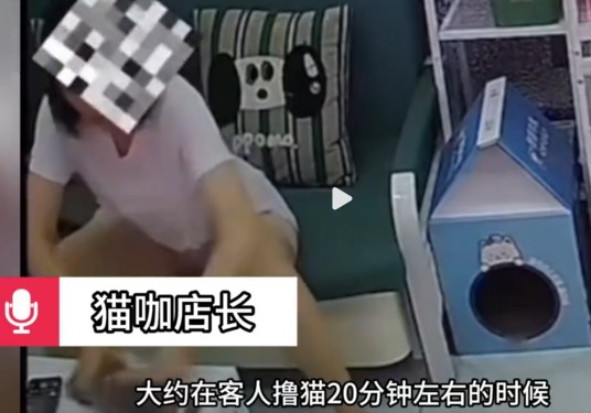 8·3沈阳女子猫屋虐猫事件