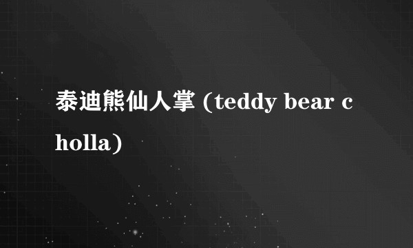 泰迪熊仙人掌 (teddy bear cholla)