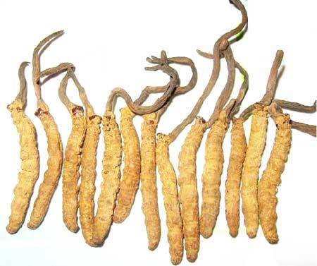 虫草微粒