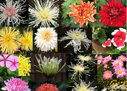 菊属