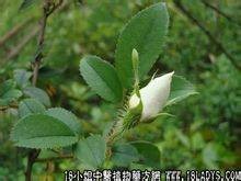 金缨根