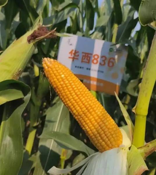 华西836