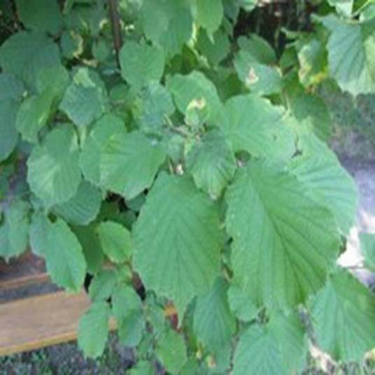 Corylus avellana