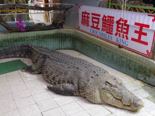 小河（纯人工养殖的湾鳄）