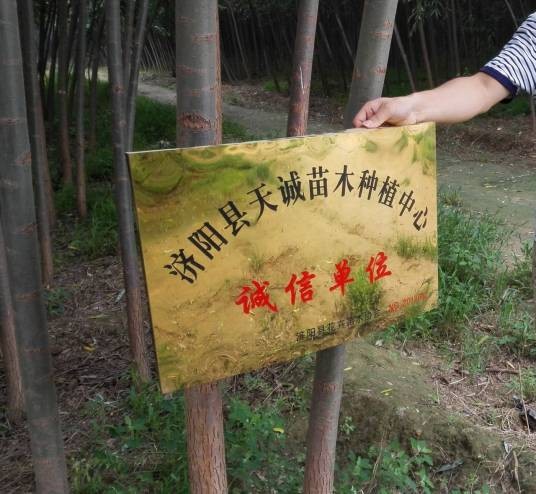山东济南竹柳基地