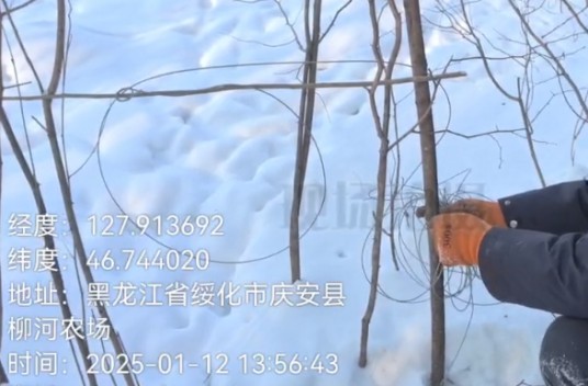 2024年黑龙江林区盗猎事件