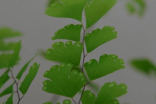 凤尾猪鬃草（水龙骨目铁角蕨科植物）