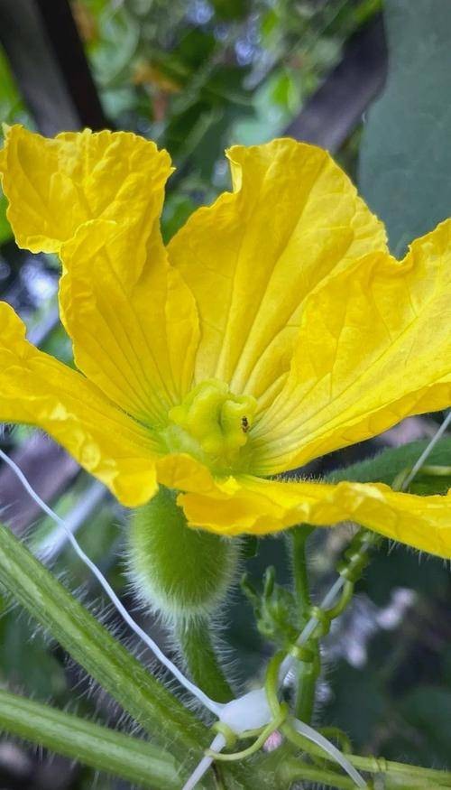 节瓜（一种葫芦科蔬菜）