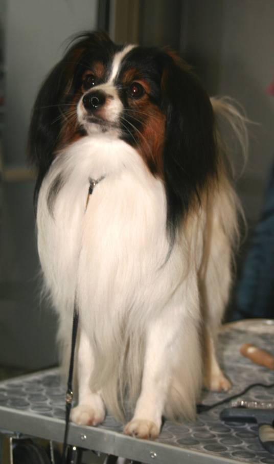 法连尼犬