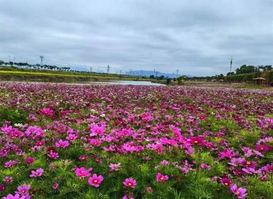 东莞桥头七彩花田