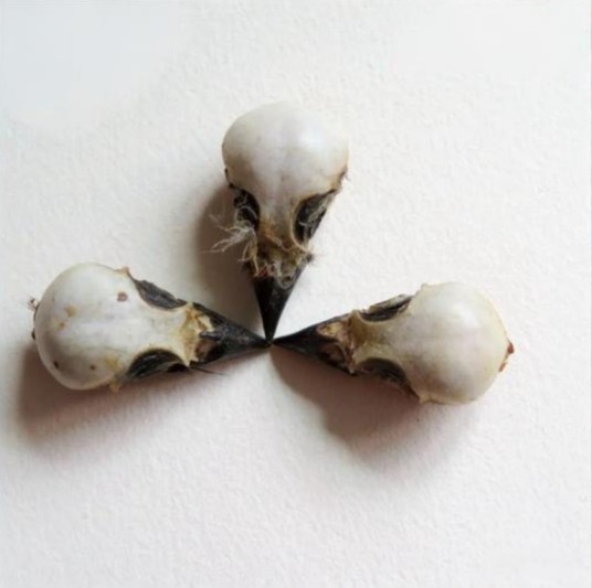 麻雀脑（中药材）