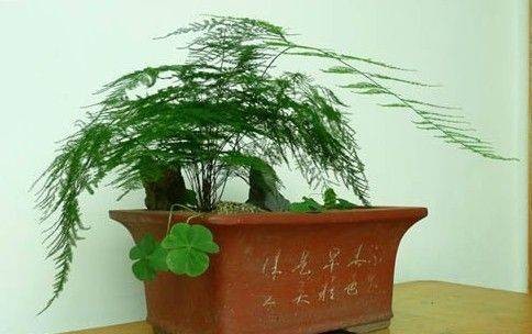喜阴植物