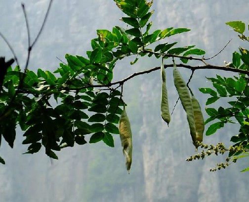皂荚(中药)