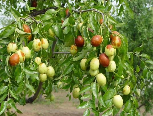 六月鲜(鼠李科枣属植物)