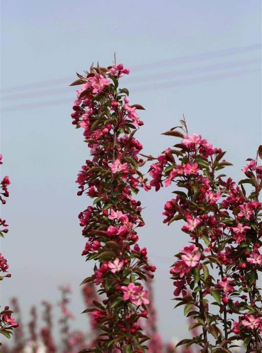 ‘芭蕾舞美人’海棠