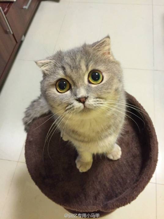 端午（微博知名宠物猫）