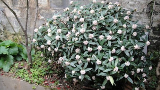 瑞香（瑞香科瑞香属植物）