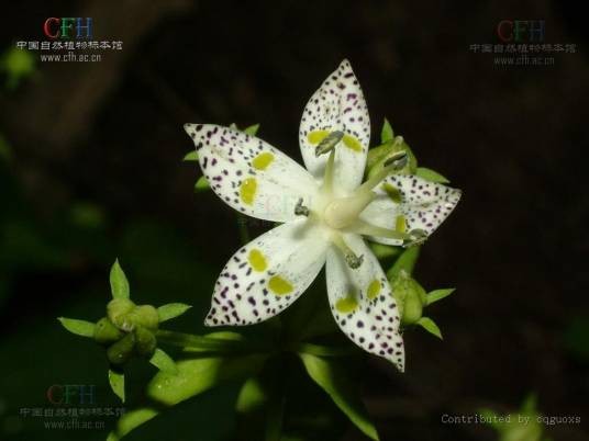 獐牙菜（龙胆科獐牙菜属植物）