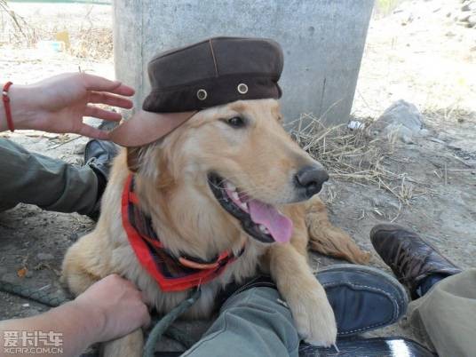 奶油犬