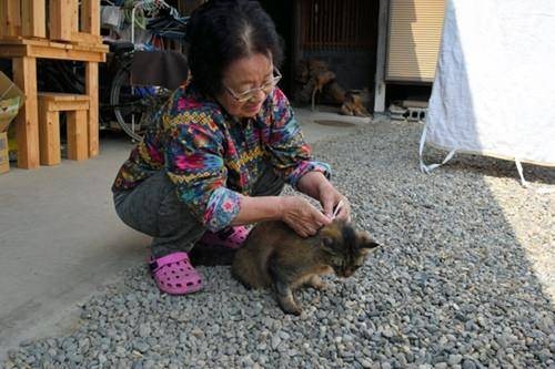 猫咪信使