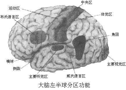 左脑