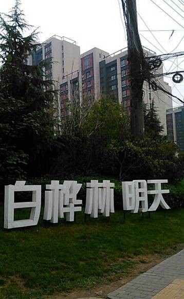 白桦林·明天