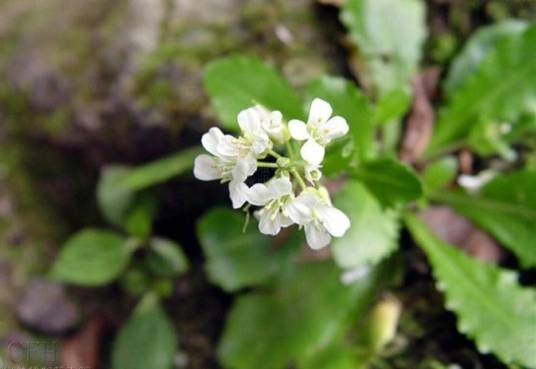 碎米荠（十字花科碎米荠属植物）