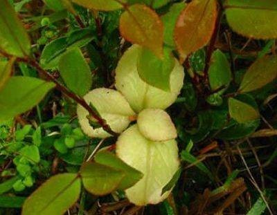 茶片