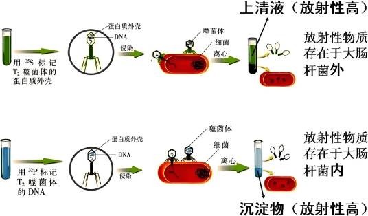 同位素示踪技术
