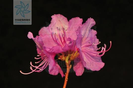 迎红杜鹃（杜鹃花科杜鹃花属植物）